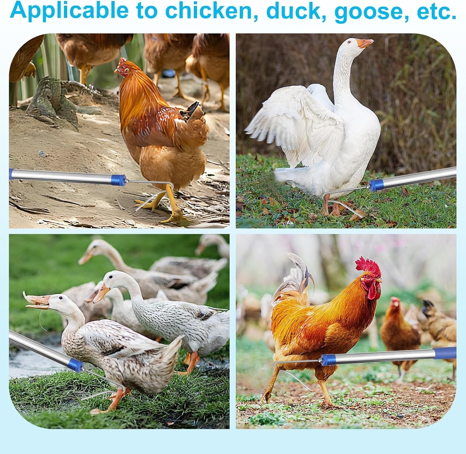 Chicken Catching Net ,Chicken Catcher Leg Hook , Extendable from 33" to 75.5" Ma - Image 5