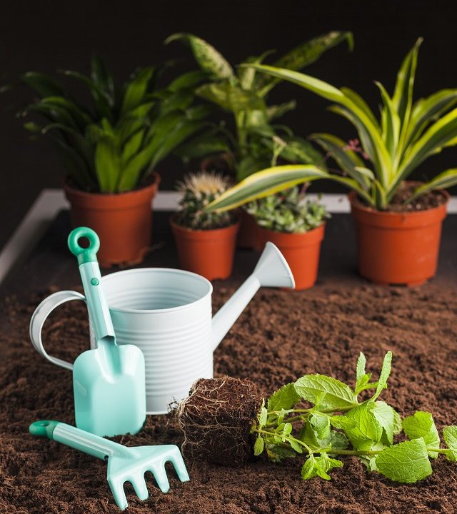 still-life-various-plant-soil